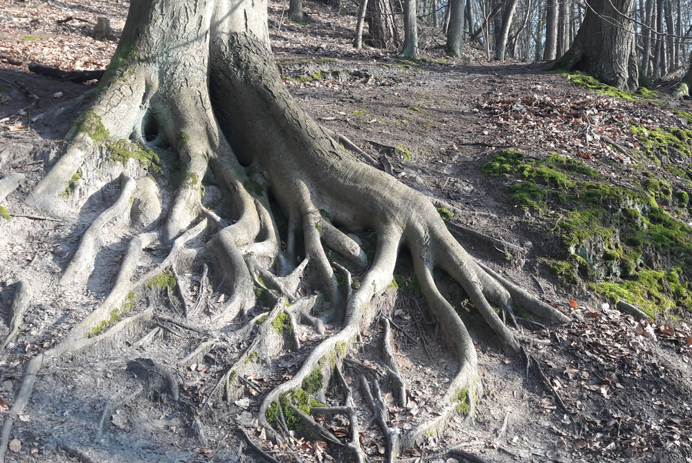 Kraft in der Natur finden